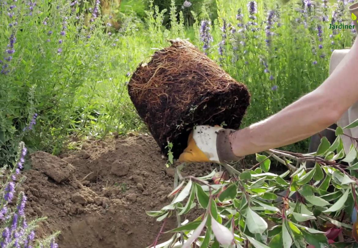 Plantation d'arbres et d'arbustes