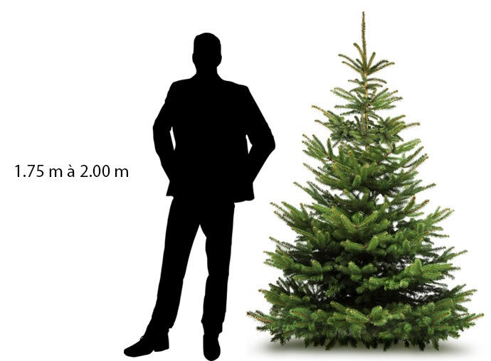 Sapin Nordmann 1er choix 